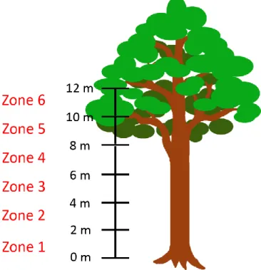 Figure 11. Vertical zones of a sampled tree