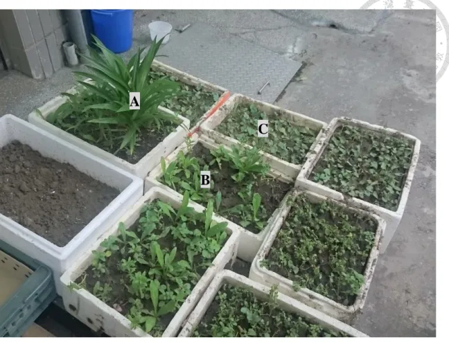 圖  3-2  位於三重一家越南商行外老闆娘在保麗龍箱種植的香菜，包含香蘭（A） 、刺芫荽（B） 、魚 腥草（C）等。  第二節  生產面向的延續與改變  越南飲食植物在台灣的在生產與消費上與越南本地有相似也有不同之處。在 海陽省的田野調查中，每個家戶都有自己的農園，無論腹地多大多小都會或多或 少種植一些植物。詳細記錄的阿鳳在越南家的菜園，腹地較大約 30 坪的家庭農園 大約可以種到 25 種左右的食用植物。常用的香菜包含刺芫荽、越南香菜、羅洛胡 椒、香茅等等幾乎都有種植，一小片一小片散落在菜園的各個角落，