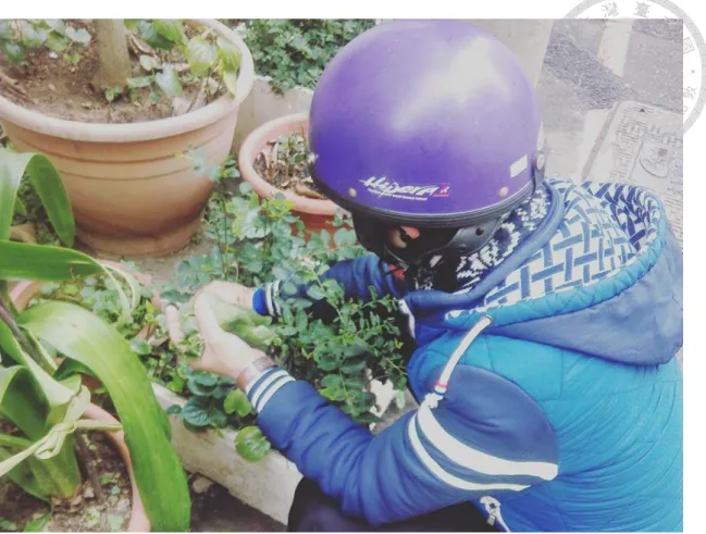 圖 4-6  位於大里的大姊和我們分享他自己種在庭院的香菜。照片來源：1095，文史工作室 