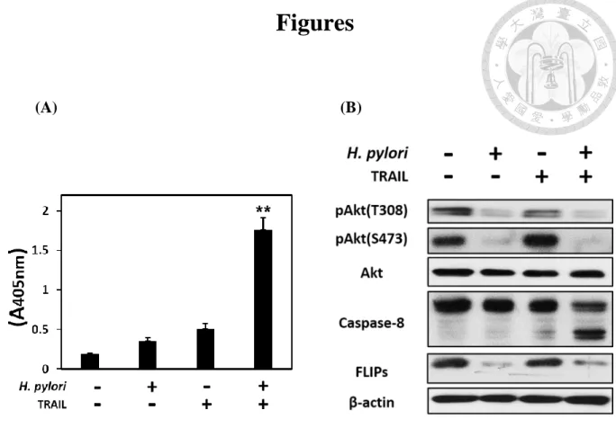 Figure  1.  H.  pylori  sensitized  AGS  cell  to  TRAIL-mediated  apoptosis,  and 