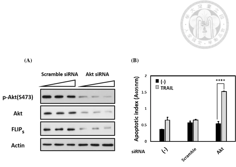 Figure 3. Knockdown of Akt downregulated FLIPs expression as well as enhanced 