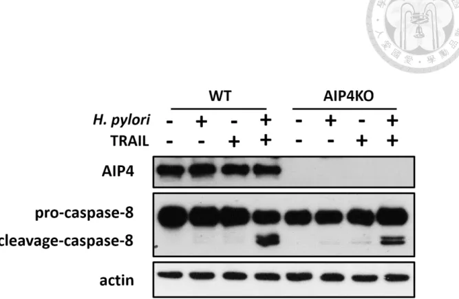 Figure 4. AIP4 knockout reduced the activation of caspase-8 while co-cultured H. 