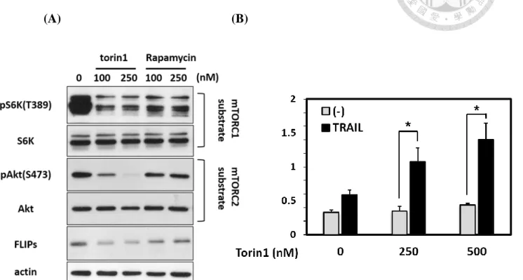 Figure  7.  Treatment  of  mTOR  inhibitor  decreased  the  expression  of  FLIPs  and 