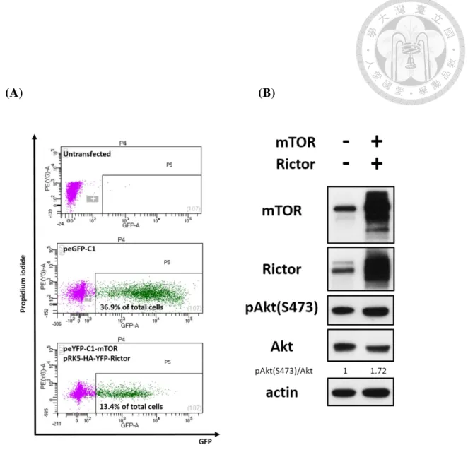 Figure  9.  Enhanced  Akt S473   phosphorylation  through  co-overexpressing  mTOR 