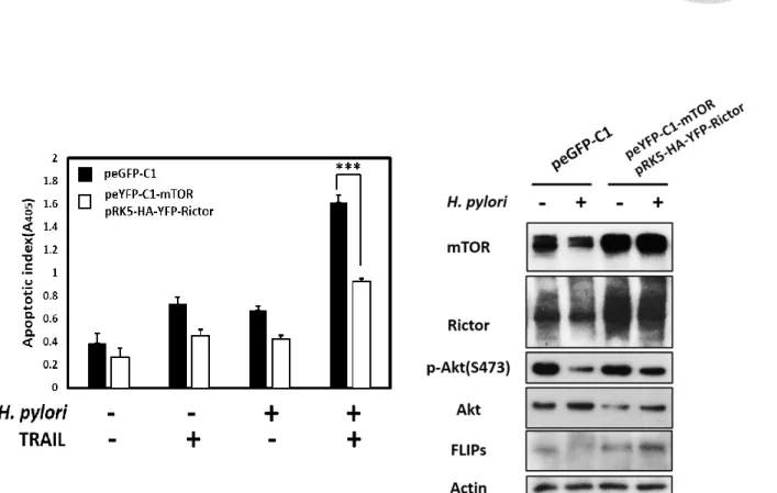 Fig  10.  Overexpressed  mTOR  and  Rictor  plasmid  into AGS  cells  attenuated  H. 