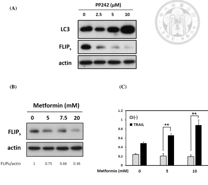 Figure 12. Inhibition of mTOR resulted in autophagy and associated with FLIPs 
