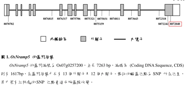 圖 1. OsNramp5  的基因結構 