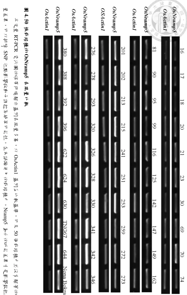 圖 4. 50  株栽 培種的 Os Nr am p 5  表 現量比較