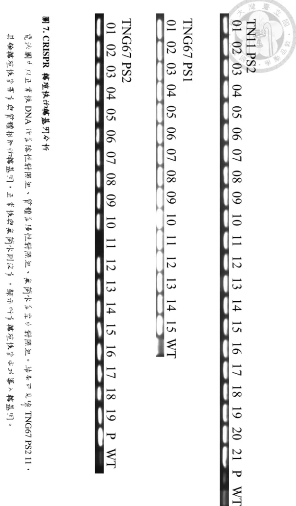 圖 7. CR IS PR  轉殖株的轉基因 分析