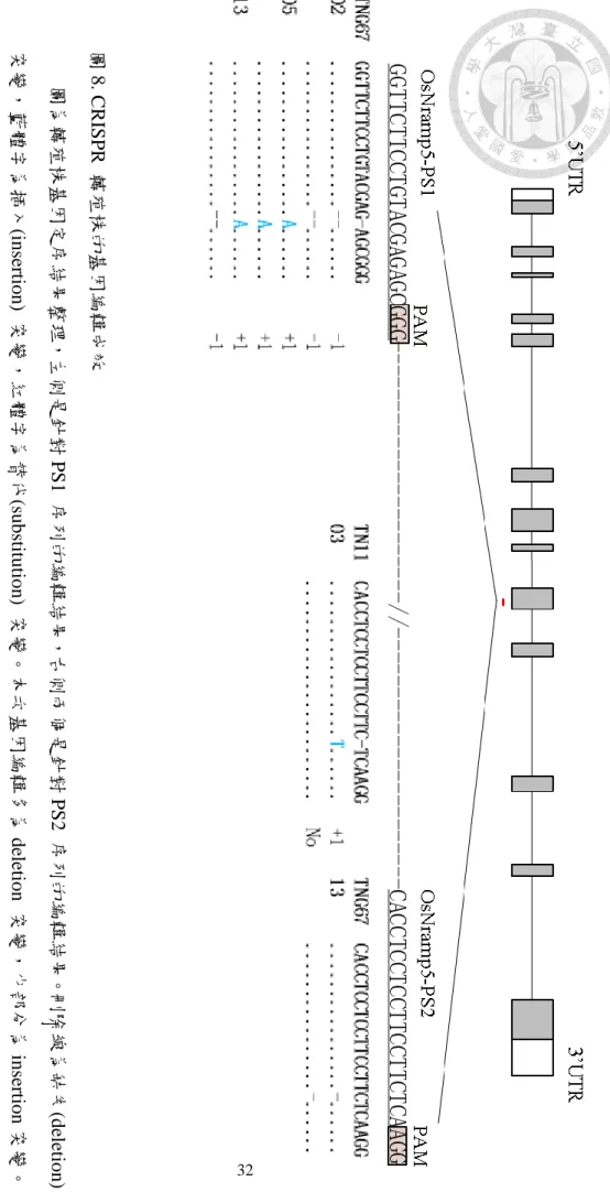 圖 8. C R ISP R  轉殖株的 基因編輯成效
