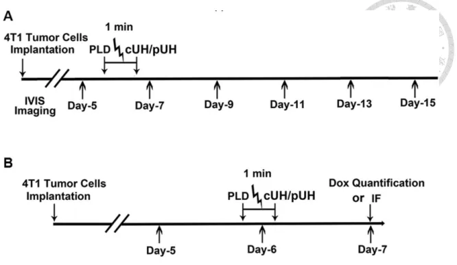Figure  2-2.  (A)  Time  course  for  the  therapeutic  experiments.  4T1  cancer  cells  were  implanted  on  day  0,  and  the  treatments  were  performed  on  day  6  with  PLD  injection,  and/or  continuous-wave  ultrasound  hyperthermia  (cUH)  or  