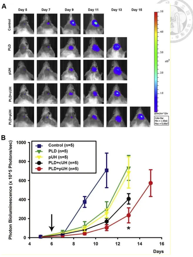 Figure  2-4.  (A)  Representative  IVIS  imaging  and  (B)  bioluminescent  signal  quantification of mouse brain tumors from day 5 to day 15 after tumor implanted