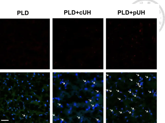 Figure  2-7.  Immunofluorescence  staining  in  the  tumor  regions  after  different  therapeutics