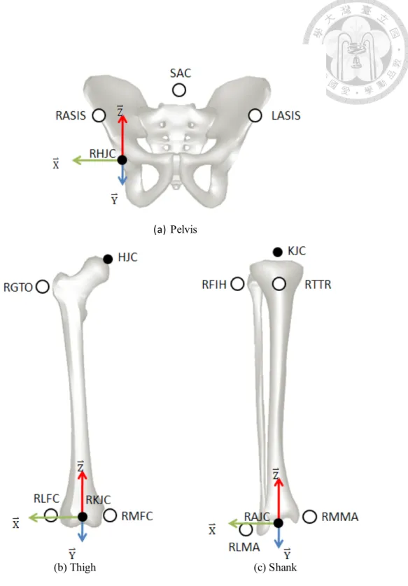 Figure 2-4    Illustrations of segmental coordinate systems and the digitized landmarks  for the (a) pelvis, (b) right thigh, and (c) right shank in A-P view 