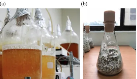 Figure  3.  Mass  cultivation  of  T.  brevicompactum  by  using  (a)  MY  for  liquid 