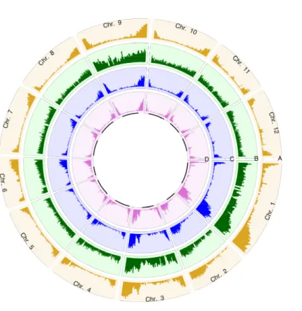 Figure 2.1 The distributions of ITAG2.4 gene model, PstI cutting sites and SNPs through whole genome