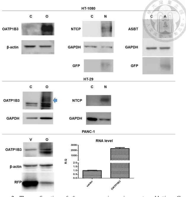 Figure  2.  The  confirmation  of  the  overexpression  using  western  blotting.  C: 