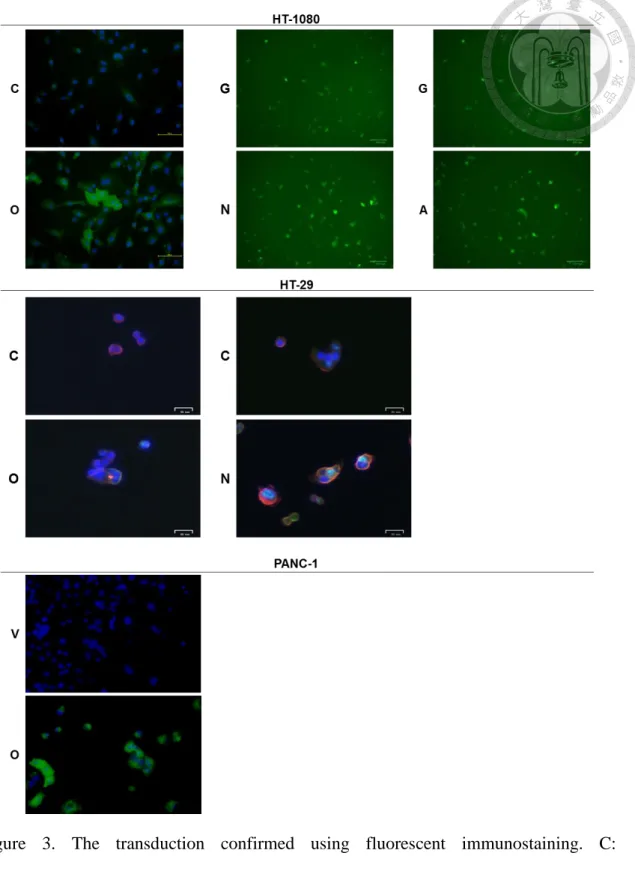 Figure  3.  The  transduction  confirmed  using  fluorescent  immunostaining.  C: 