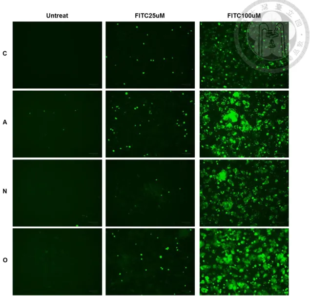 Figure 7. The FITC intake ability comparison of ASBT, NTCP, and OATP1B3 in HT-29. 