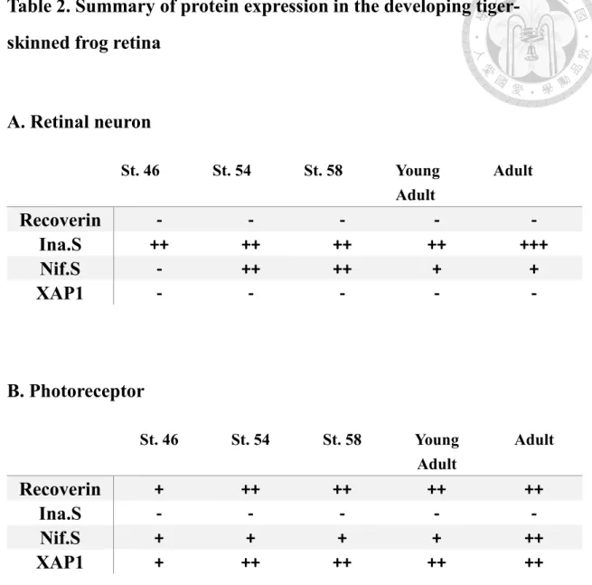 Table 2. Summary of protein expression in the developing tiger- tiger-skinned frog retina 