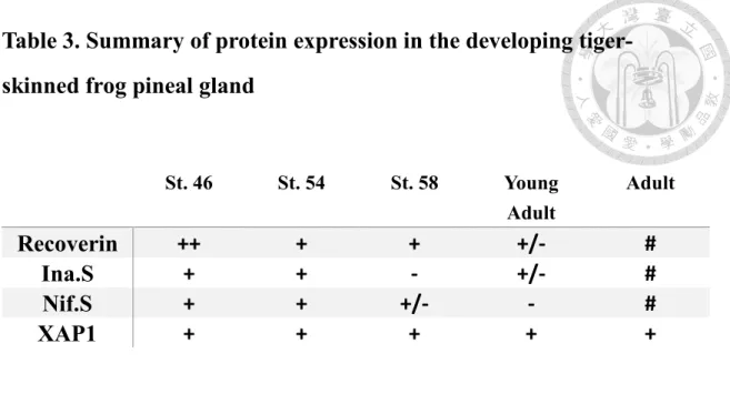 Table 3. Summary of protein expression in the developing tiger- tiger-skinned frog pineal gland 