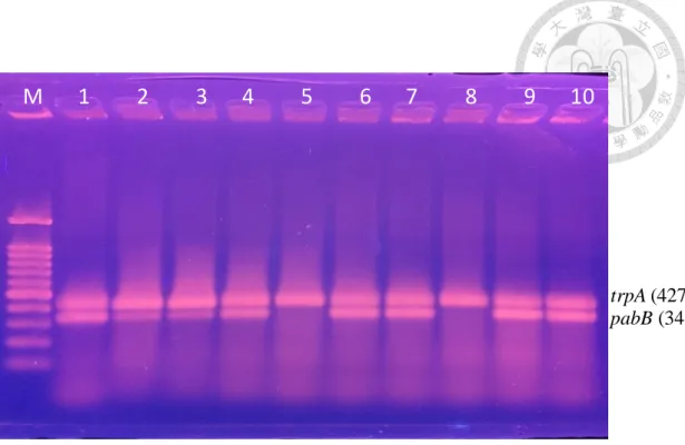 Figure  2. PCR detection  for Escherichia  coli O25b-ST131 clone.   