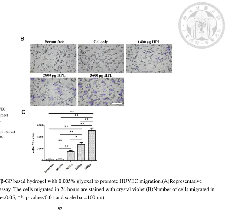 Fig. 11 HPL embedded in chitosan/gelatin/β-GP based hydrogel with 0.005% glyoxal to promote HUVEC migration.(A)Representative  picture of HUVEC in transwell migration assay