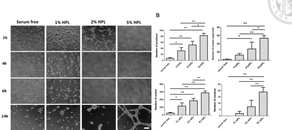 Fig. 12 Tube formation assay of HUVEC on different amount of HPL.(A)Morphology of HUVEC on 2h, 4h, 6h and 24h (B)Number of 