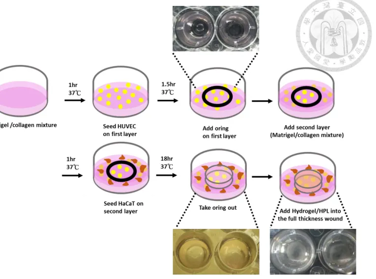 Fig. 13 Scheme of 3D skin equivalent model 