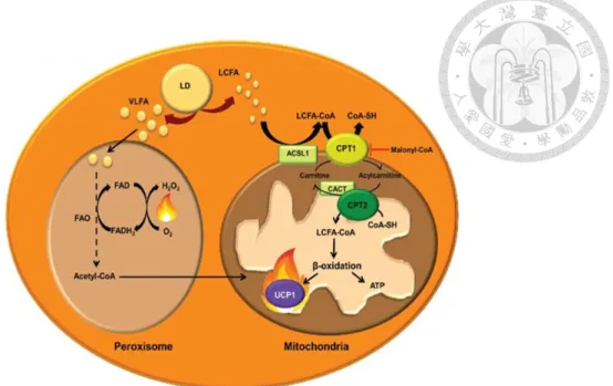 Figure 1. Brown adipocyte possesses a high capacity for fatty acid β-oxidation[42] 