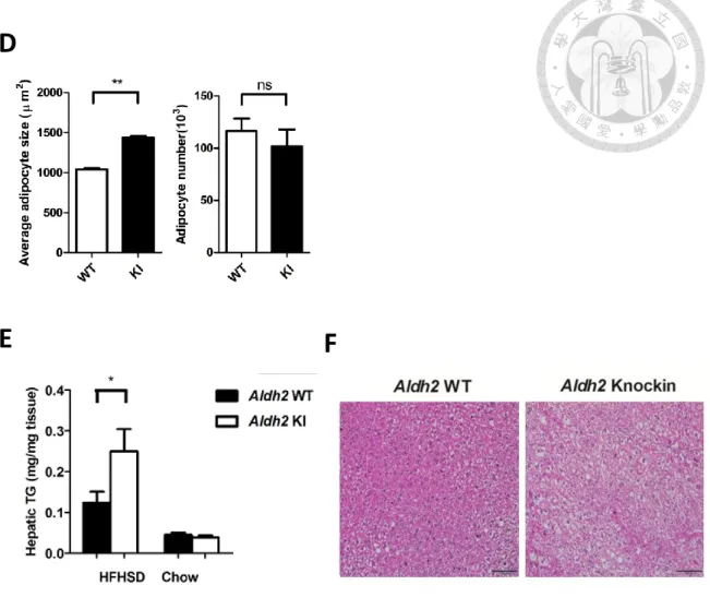 Figure 2. Phenotype of Aldh2 *2/*2 knock-in mice and wild-type mice 