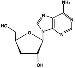 Figure 2. Chemical structure of cordycepin 