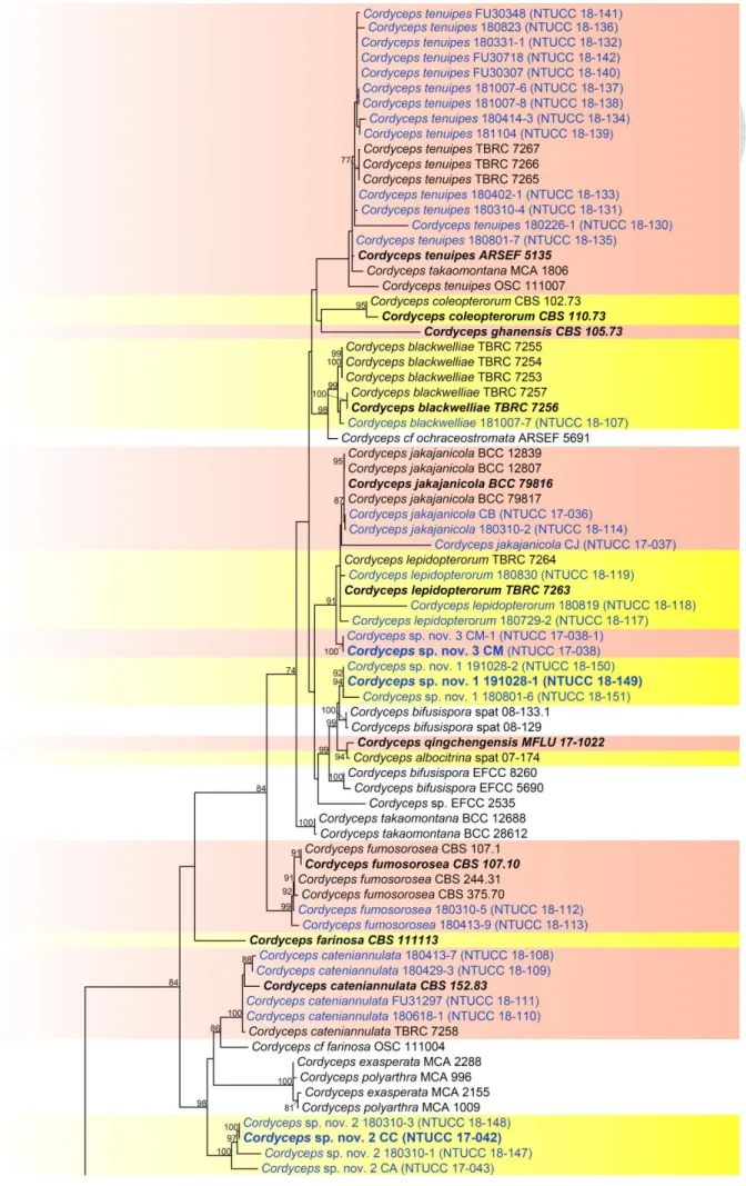 Figure 4. RAxML tree of Cordyceps based on a combined dataset of ITS, nrLSU, tef1, rpb1 