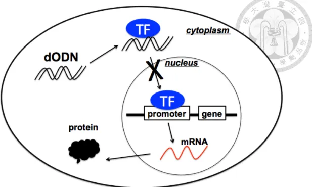 Figure 1.1 The principle of how dODN blocks the activity of the transcription factor in  interest