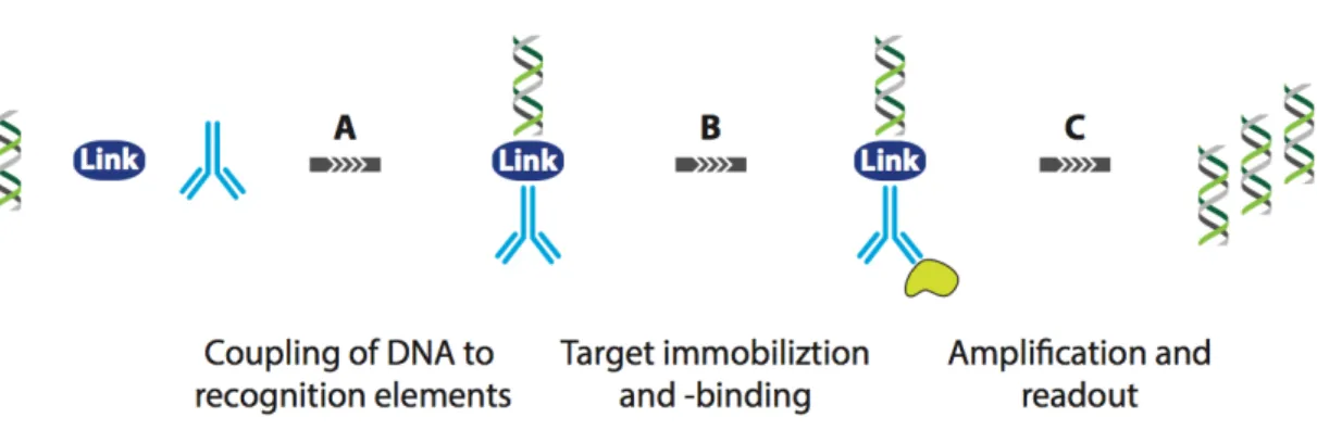 Figure 2.3 Schematic illustration of  IPCR.  (A)The dsDNA  is firstly  conjugated to the  antibody with linkers