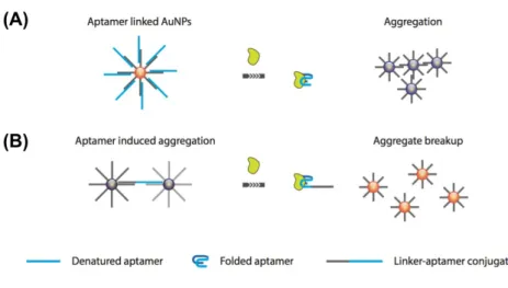 Figure  2.4  Gold  nanoparticle-based  protein  sensing  systems.  Aptamer  release- release-induced (A) aggregation and (B) breakup
