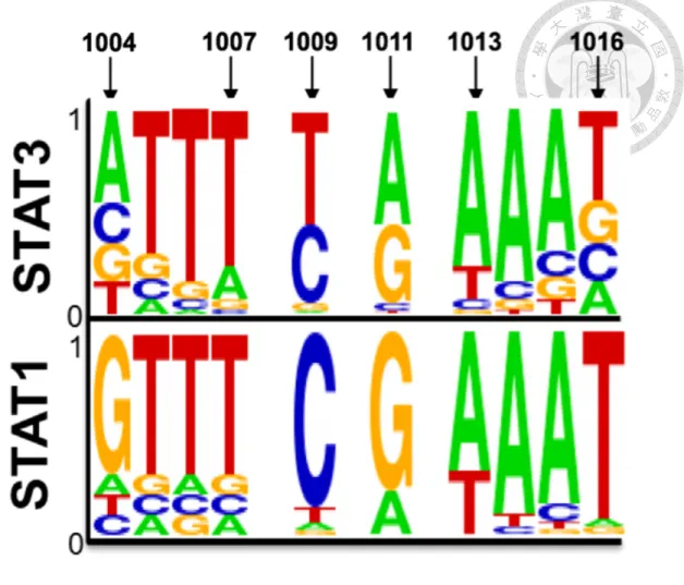Figure 3.4 Results of in silico selection (II) and counter selection (III): STAT3 and  STAT1-binding  DNA  PWMs  generated  through  the  “sequence  logo”  web  server  (http://genome.tugraz.at/Logo/)