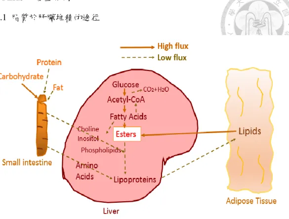 Figure 4. The source of hepatic lipids   