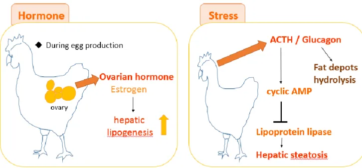 Figure 6. The role that hormone plays on hepatic lipid accumulation     