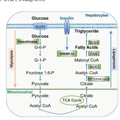 Figure 9. Lipogenesis 