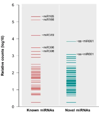 Figure 3 | Normalized expression levels of known and novel miRNAs in gloxinia 