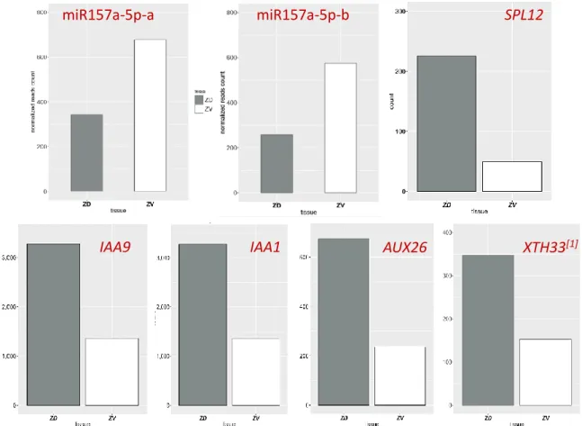 Figure 7 | Expression pattern of Ssp-miR157a/b, SsSPL12 and auxin-responsive genes  The gray and white bars indicate the expression level from the transcriptome-Seq result of  dorsal and ventral petal, respectively