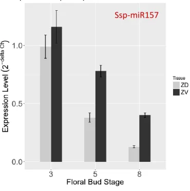 Figure 8 | Experimental validation of miR157 expression level between dorsal and ventral petals  The gray and black bars indicate the expression level of miR157 in the dorsal and ventral petals from  stem-loop  qRT-PCR  results,  respectively