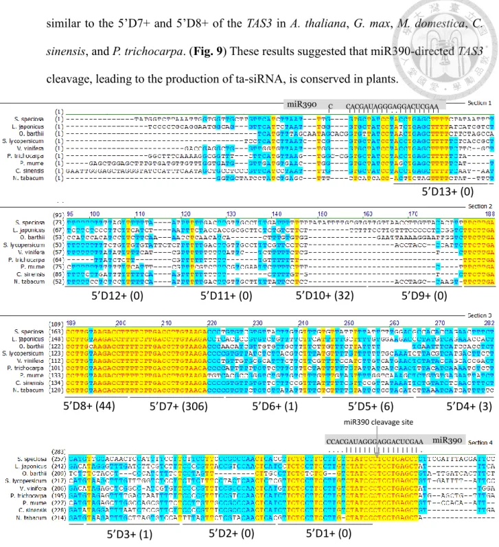 Figure 10 | Alignment of TAS3 sequences corresponding to the TAS3 ta-siRNAs from orthologs of 8 species