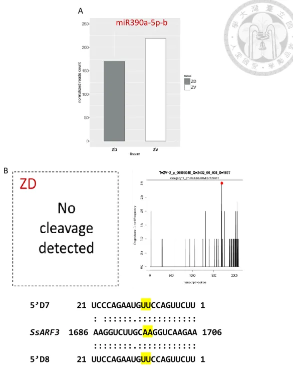 Figure 11    |  (A) The expression level of Ssp-miR390 from transcriptome-Seq data.   