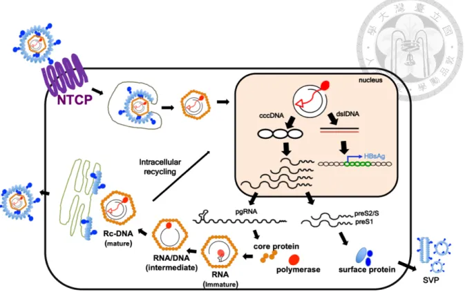 Figure 1. Schematic illustration of the HBV life cycle. 