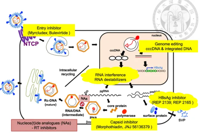 Figure 2. Current and future HBV virological targets for treatment and cure of CHB. 