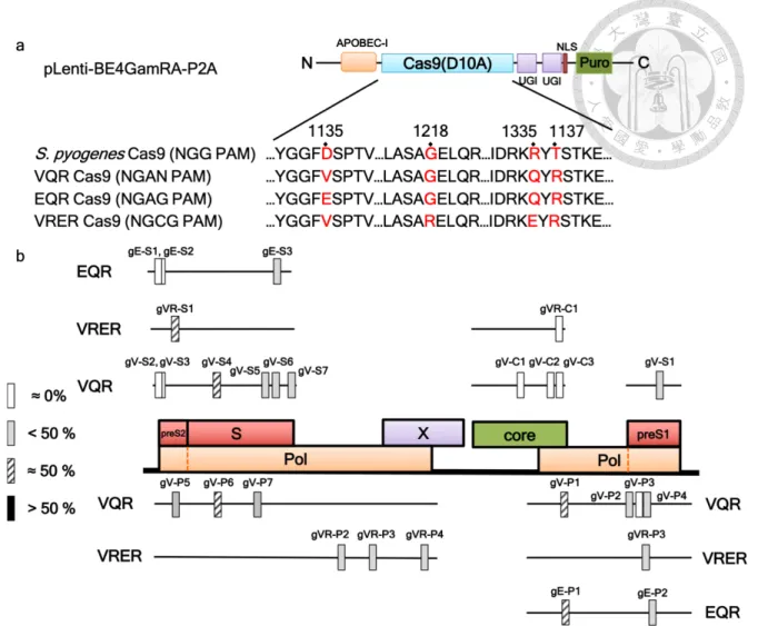 Figure 5. Screening gRNAs for SpCas9 variants-mediated base editing in HBV-HEK293T 