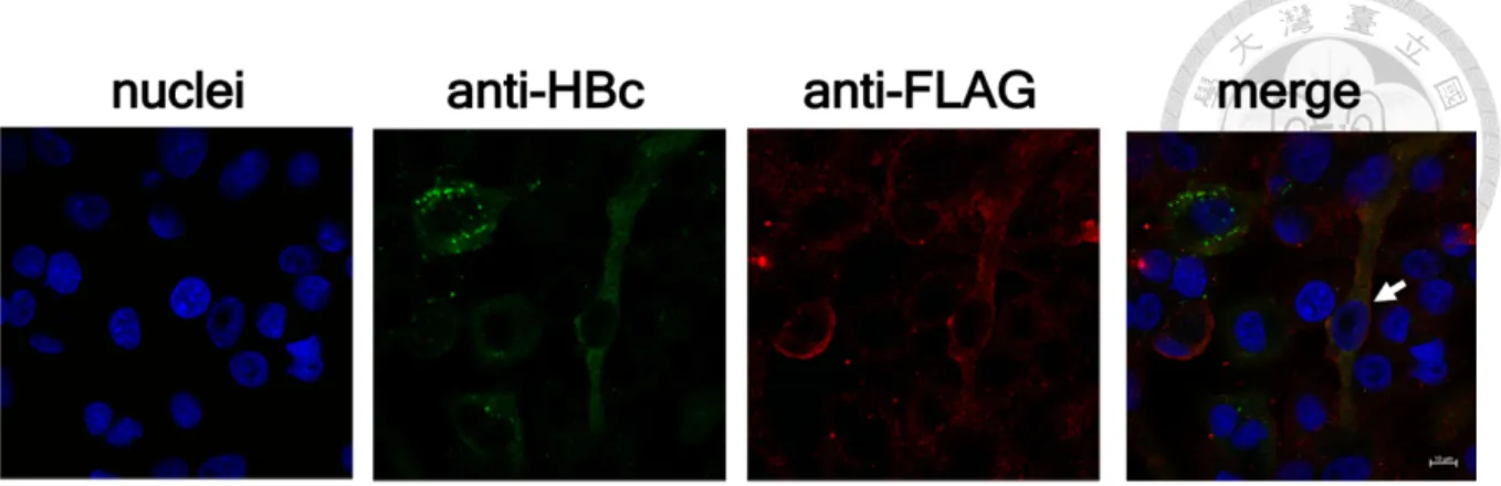 Figure 12. Efficiency of delivery of BE3 and HBV infection in HepG2-NTCP cells. HepG2-