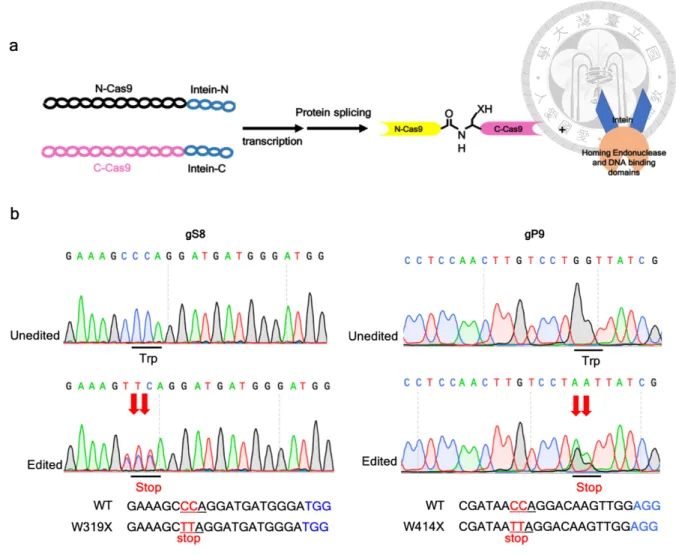 Figure 13. The intein-mediated split–Cas9. (a) Illustration of the intein-mediated split–Cas9 